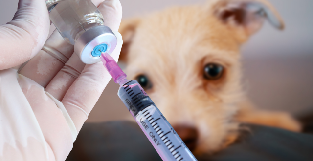 Preventative Care - Vaccination