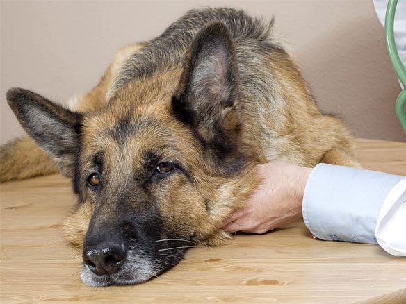 Vet examining a sick German Shepherd