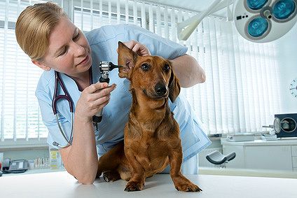 Veterinarian doctor