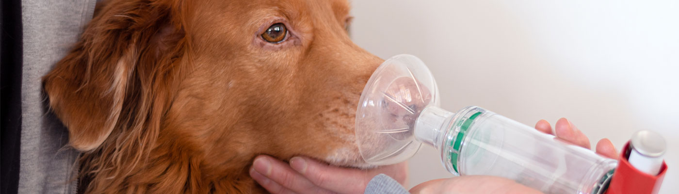 Dog Treated Asthma Inhaler Inhaler Helps Dog Breath Easier