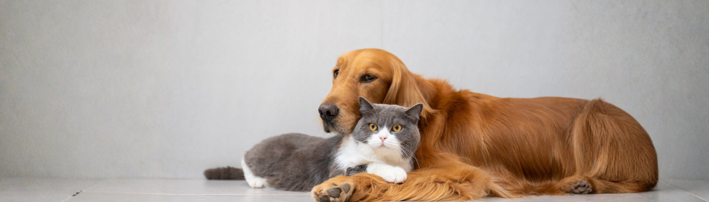 Cat and dog