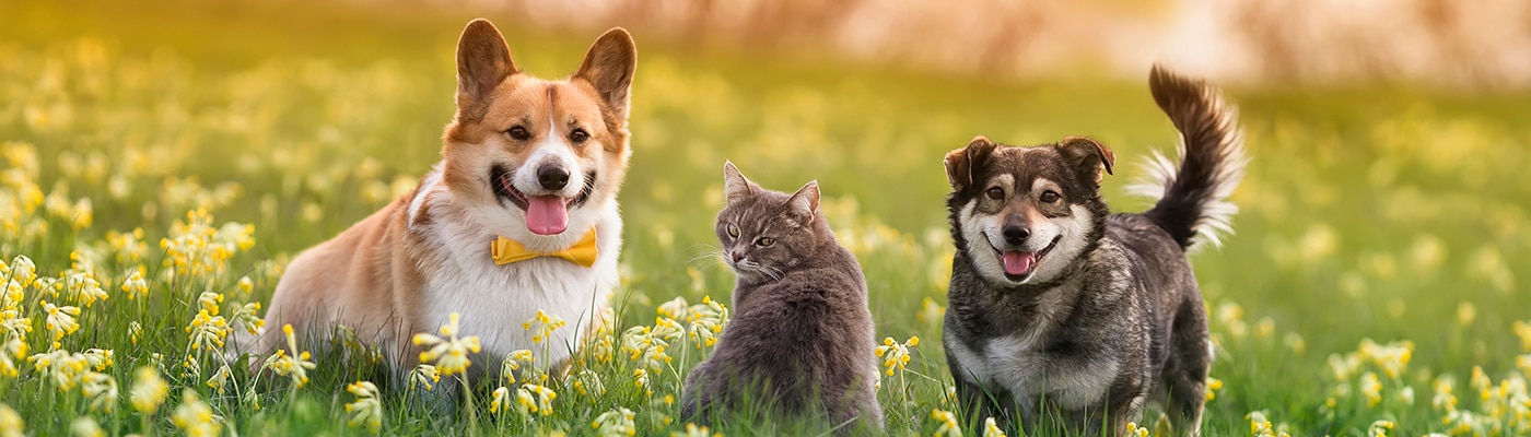 Cat & dogs
