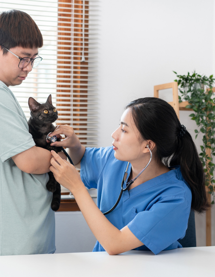 Veterinarian woman in blue uniform checks the health of pet