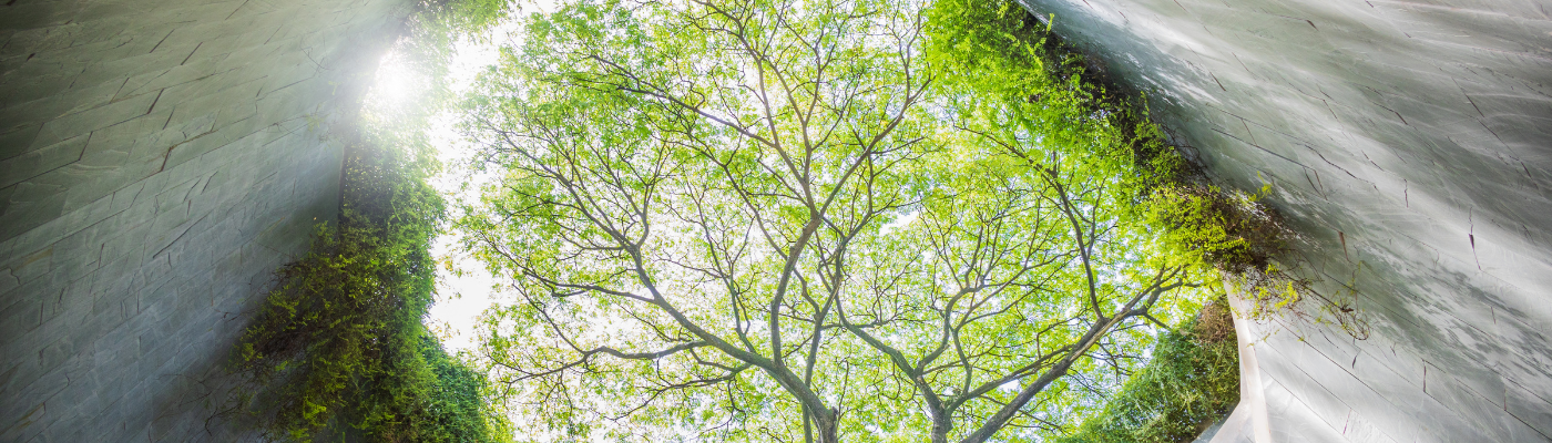 Fort Canning Tree Tunnel